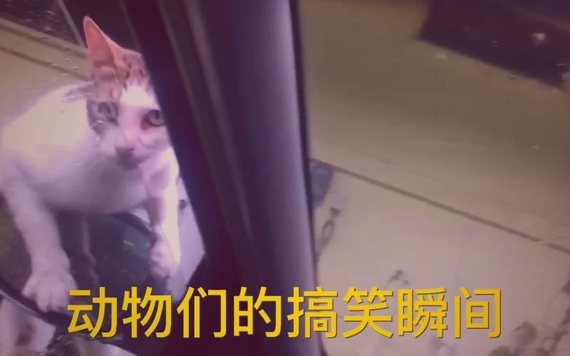 电影《精灵旅社》中德古拉伯爵与女儿梅菲斯及朋友们欢乐齐聚的卡通画面
