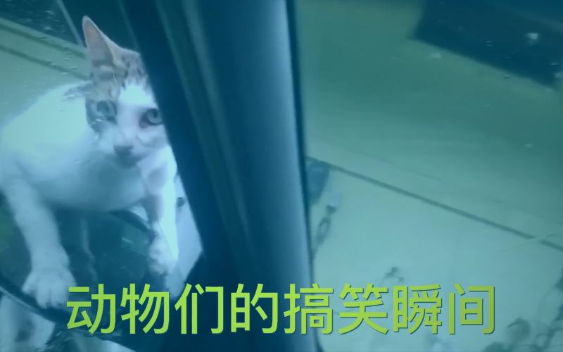 家庭观众在神马影院观看五一档合家欢电影的场景